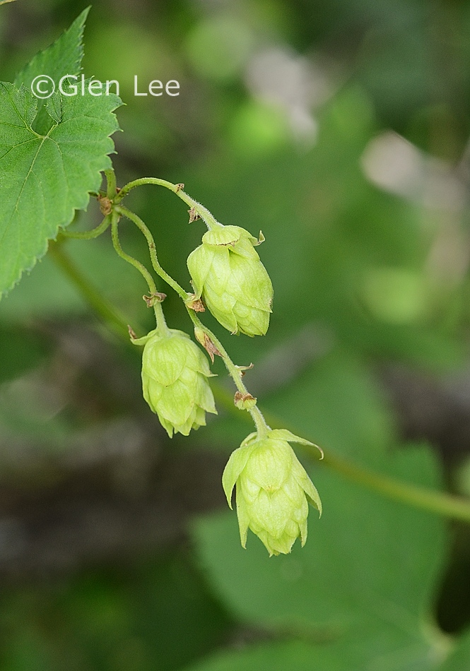 Humulus lupulus photos Saskatchewan Wildflowers